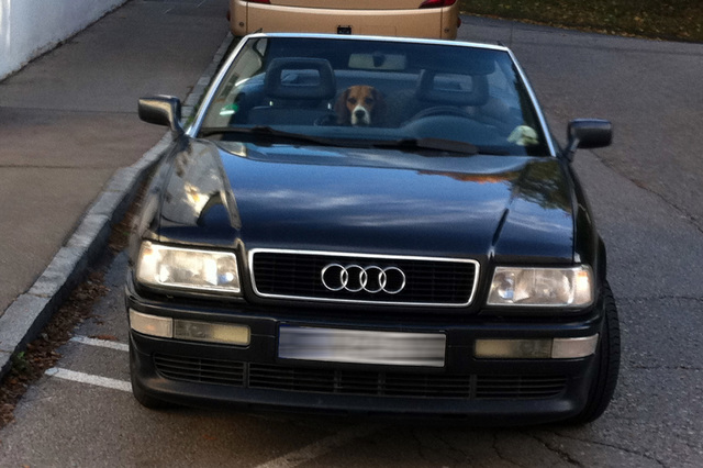 Audi Kabriolet mit Hund