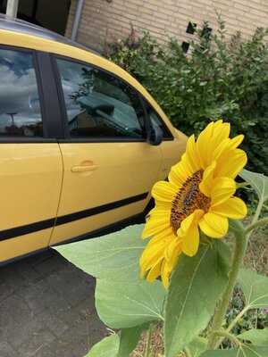 IMG_2978.thumb.jpeg.ecf4fb7e6564569e8c102e425bd75e0e.jpeg